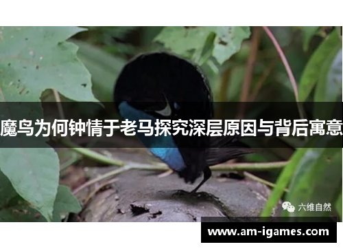 魔鸟为何钟情于老马探究深层原因与背后寓意